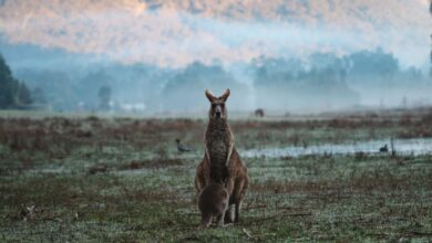 Grampians Hiking Frequently Asked Questions