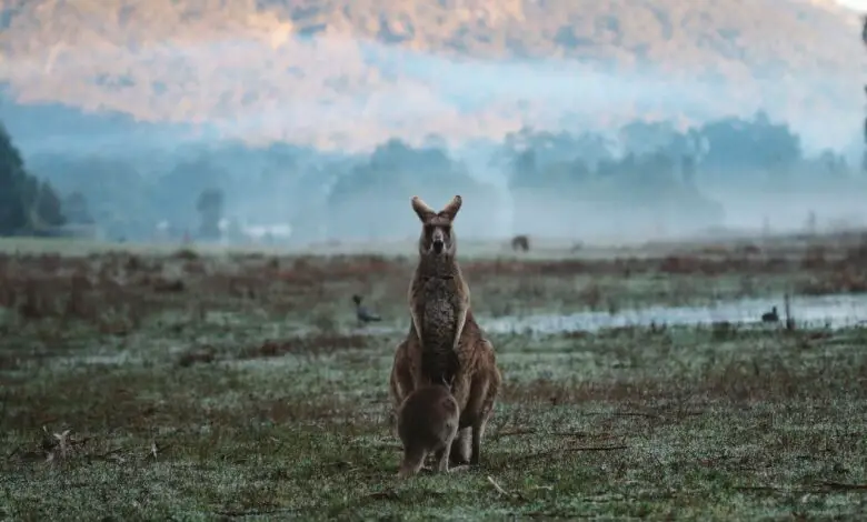 Grampians Hiking Frequently Asked Questions