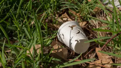 Clean Up Australia Day in Wimmera Mallee Styrofoam cup